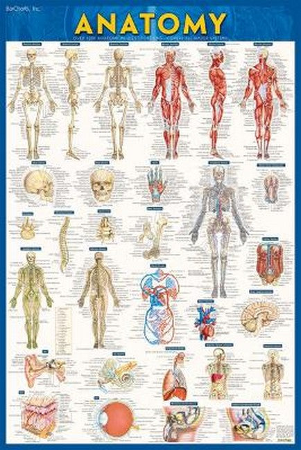 Anatomy - Laminated Poster (24 x 36)